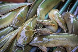 Ikan Lele Konsumsi Hidup