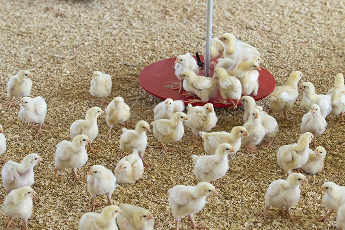 DOC Ayam Broiler