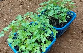 Bibit Tomat Servo Siap Tanam